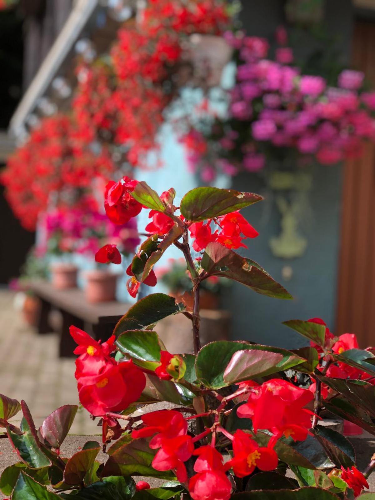 Bed and Breakfast Haus-Erzberg Vordernberg Exterior foto